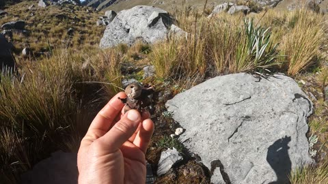 Hongo con estrella de 7 puntos... biodiversidad en el Nevado Ampay #Abancay #Peru