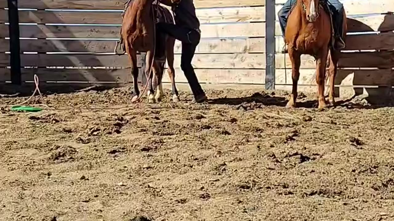 Stock Colt Bucks Rider Off