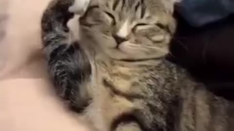 FUNNY MOMENTS CATS COMPILATION