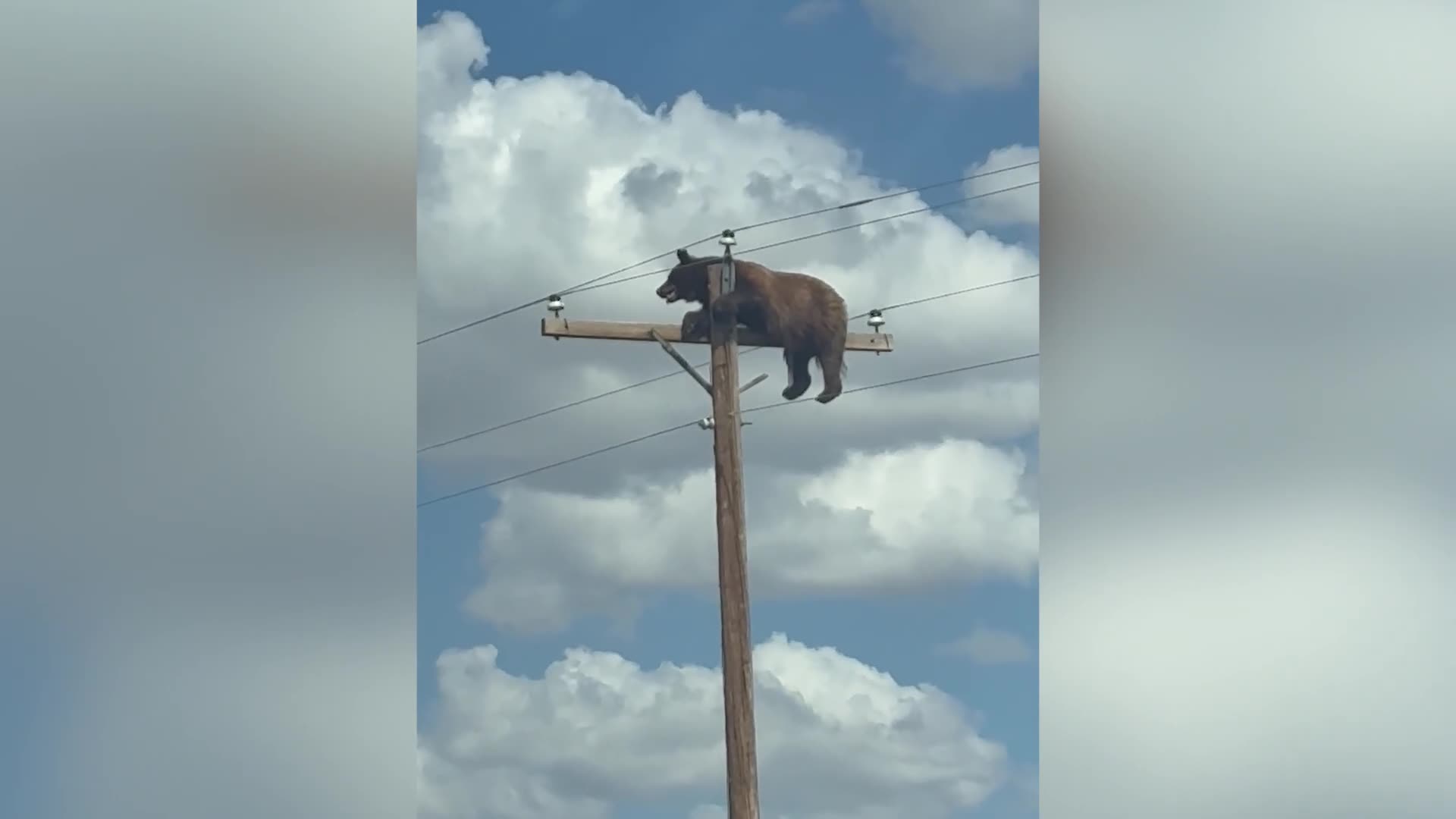 Bear climbs atop utility pole along New Mexico highway