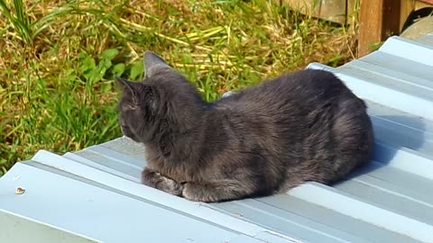 Fatcat lookout 5/27/25:
