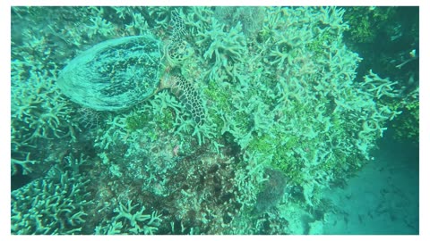 Turtles at GabGab