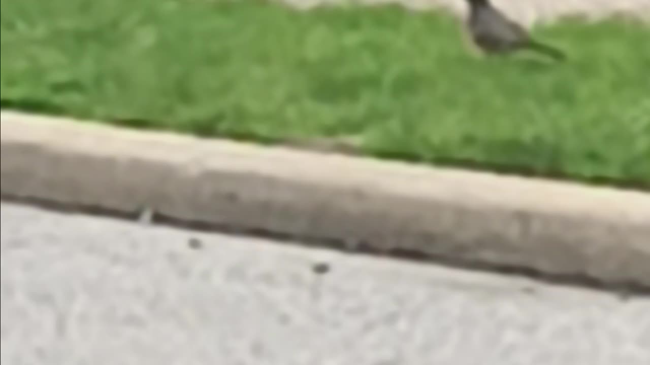 Robin searching