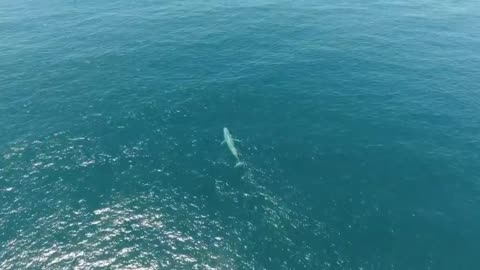 The Whale's Song