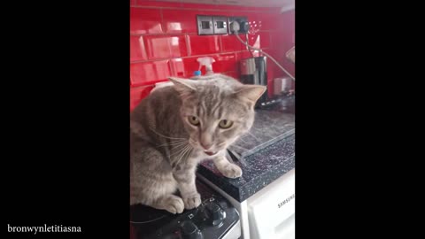 When Your Cat Is a TED Talk Speaker 🙀