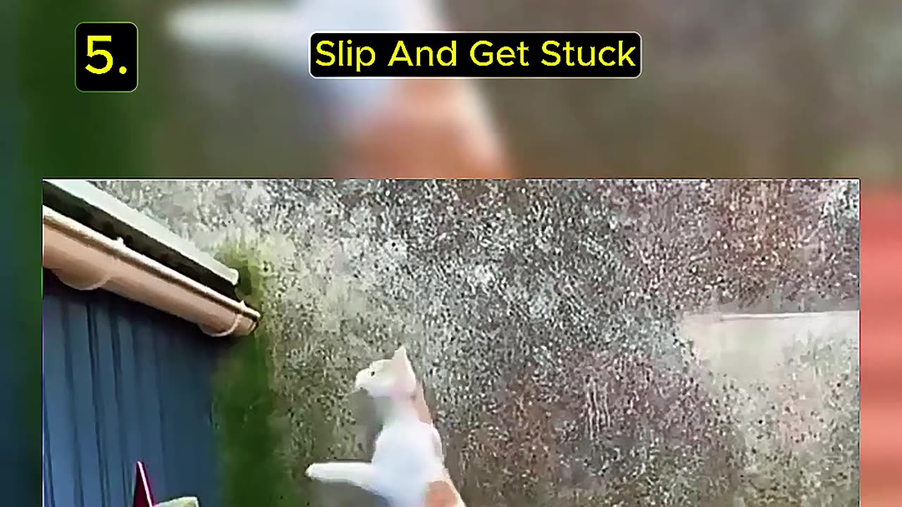 5 Cat Funny Moment