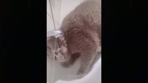 Funny pets and pupils!
