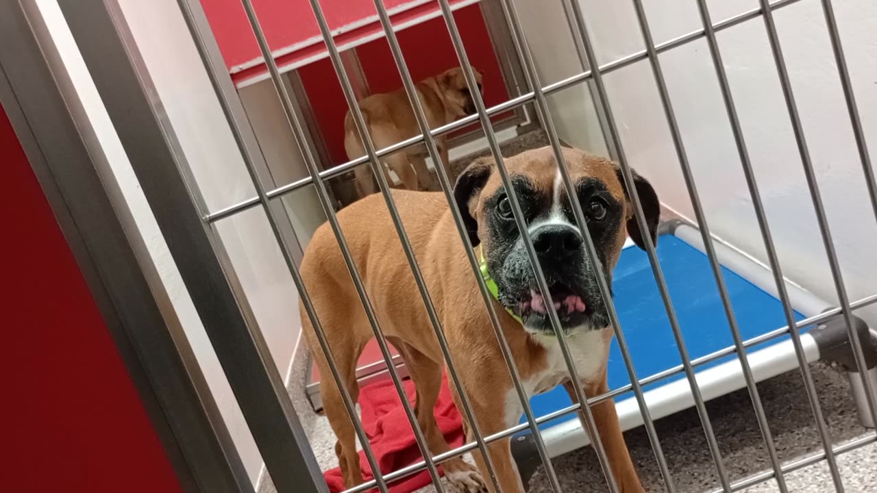 Bruno-rght-good with other doggies 3y A869015 Samsa-boxer 8y A880136 kennel 150 PACC shelter20259372
