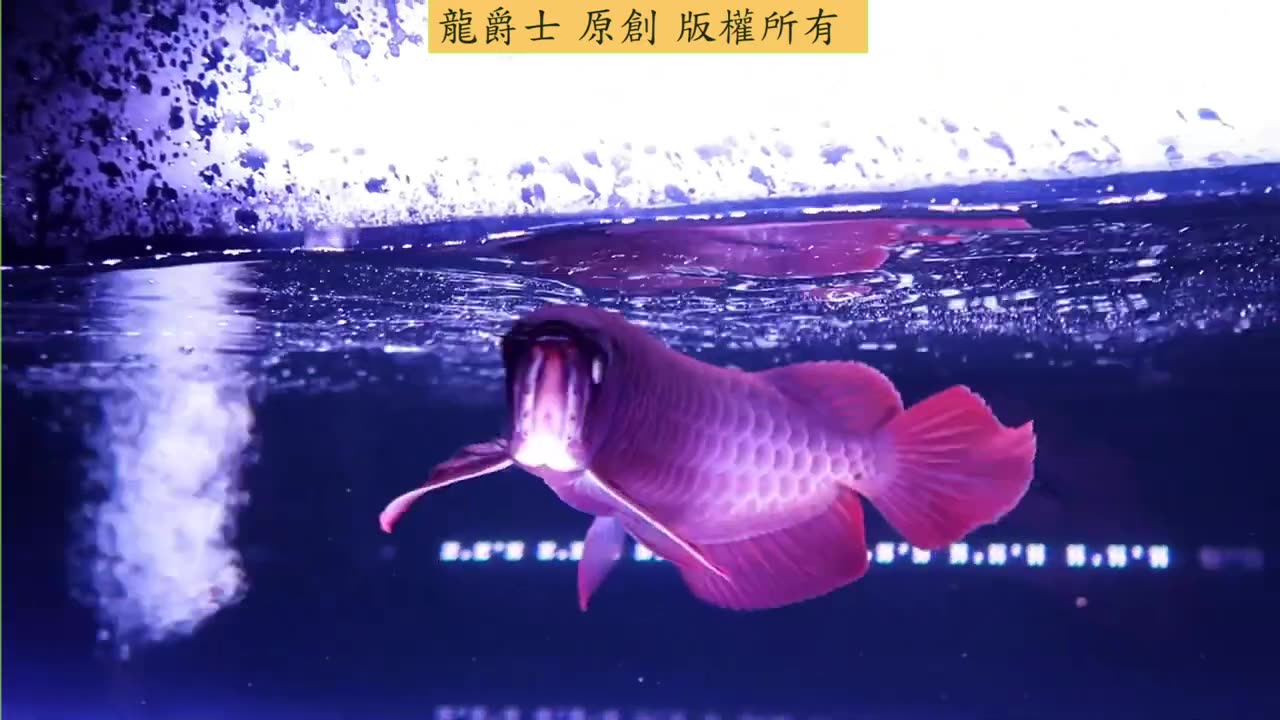 【龍爵士】千問千答 Q184-魚缸加光合菌需要開燈照嗎