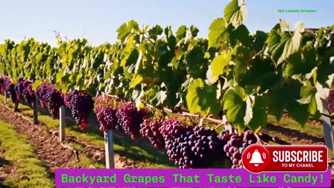 🍬 Backyard Grapes That Taste Like Candy!