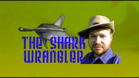 The Atlantic Sharpnose Shark: Shark Byte 1 from 2003