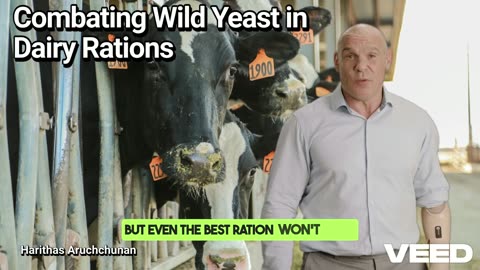 Combating Wild Yeast in Dairy Rations: Safeguard Your Silage, Sustain Your Milk Yield