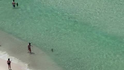 Small Shark Swims Among Beachgoers
