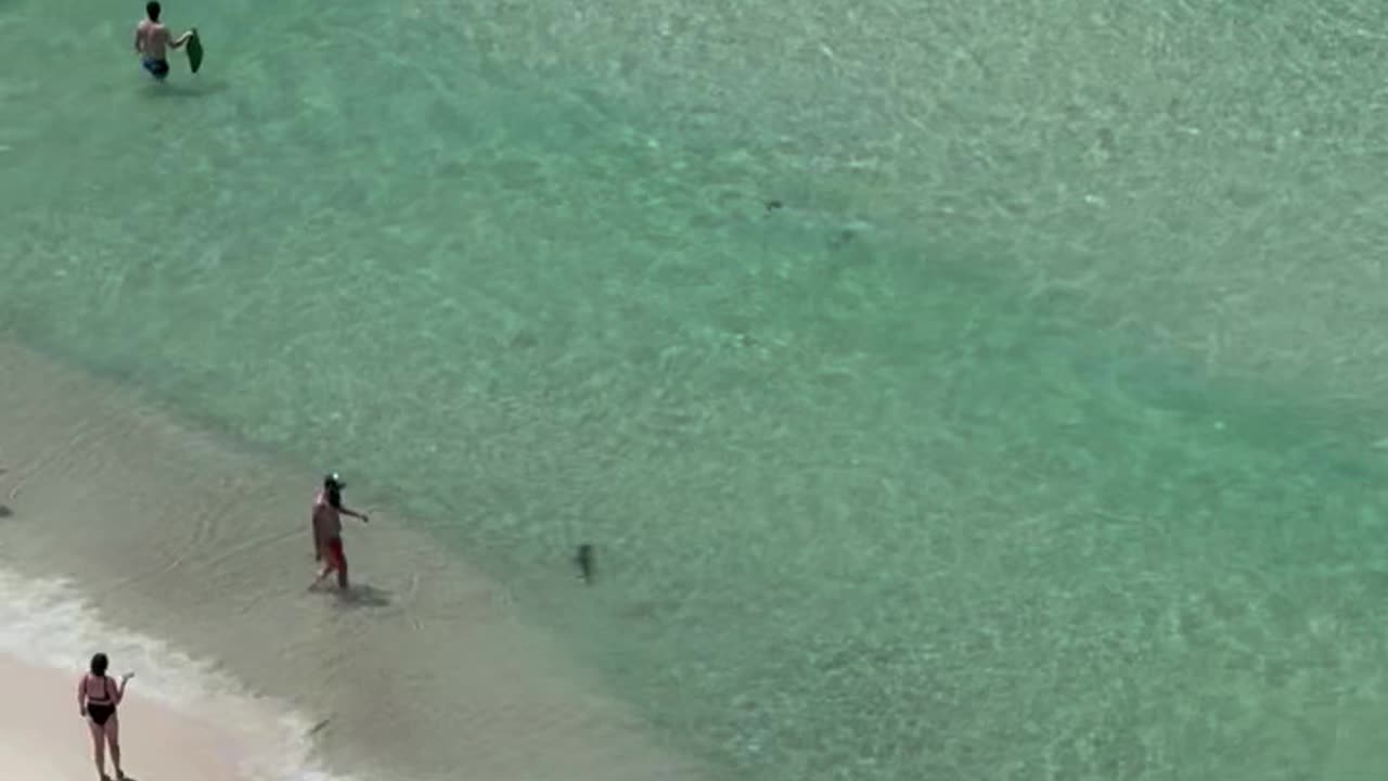 Small Shark Swims Among Beachgoers