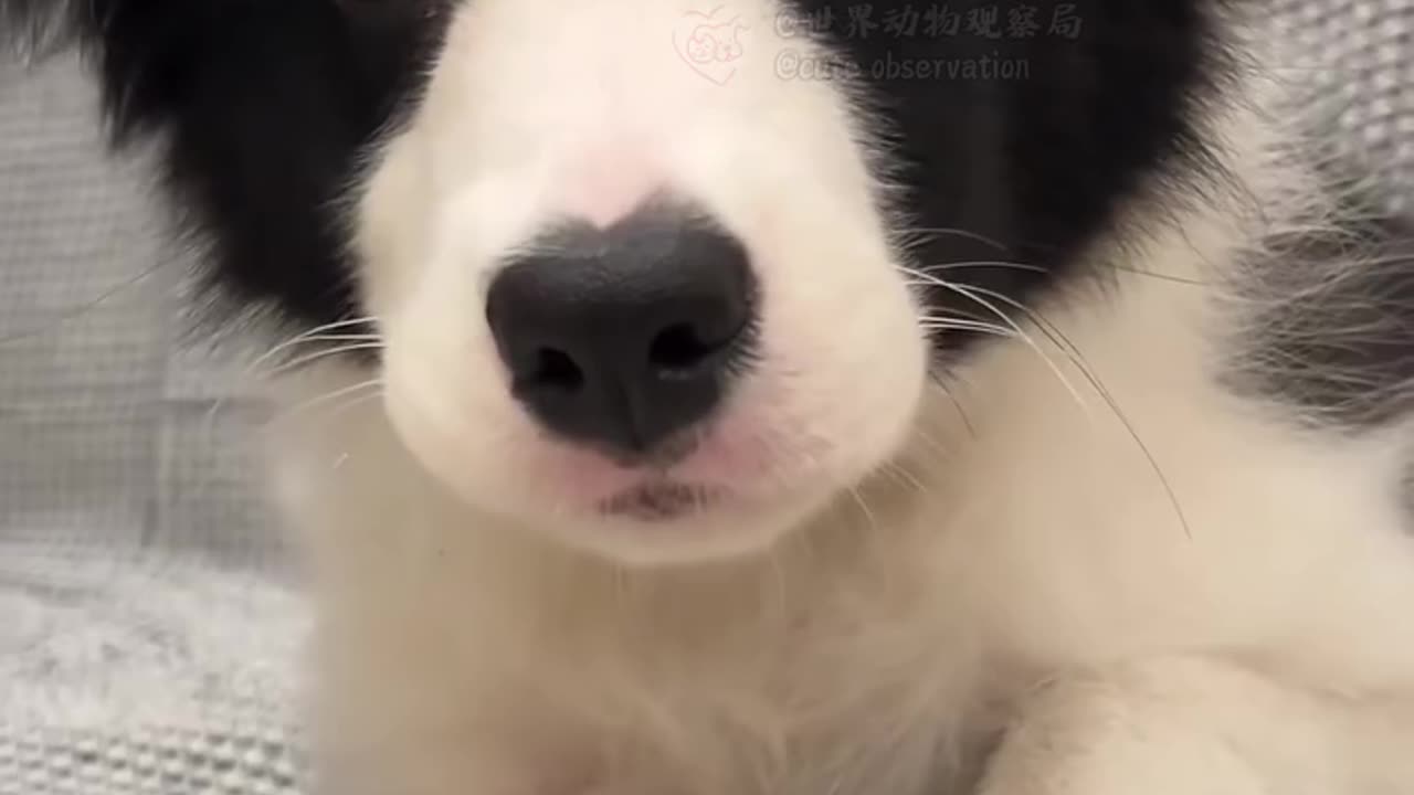 😂😹 Don't Laugh Challenge: Pet Edition 🐶🐾