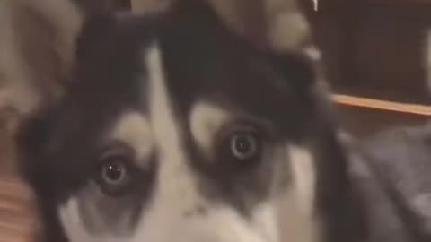 Woe Day 49. I am in the ark. Waiting for GOD to open the Door for a spring/summer Pentecost rapture