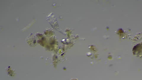 Ditch Water Under the Microscope