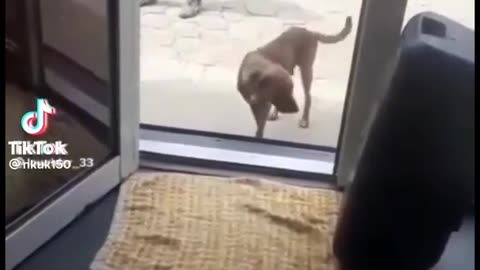 Funny video