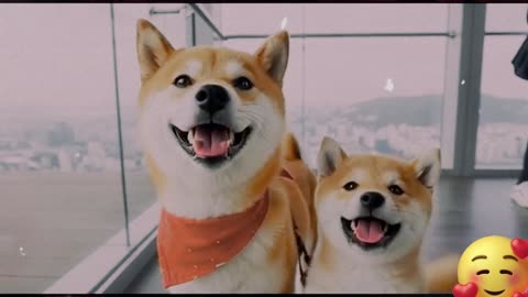 Puppies explore Seoul's landmarks