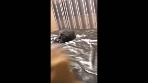 Funny animal videos 2023 - Funny cats/dogs - Funny animals -Part82/Haypyy Pett