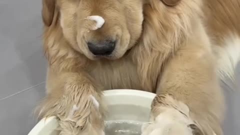 Paw cleaning routine 🐶 #usa #dog #goldenretriever #america #doglover