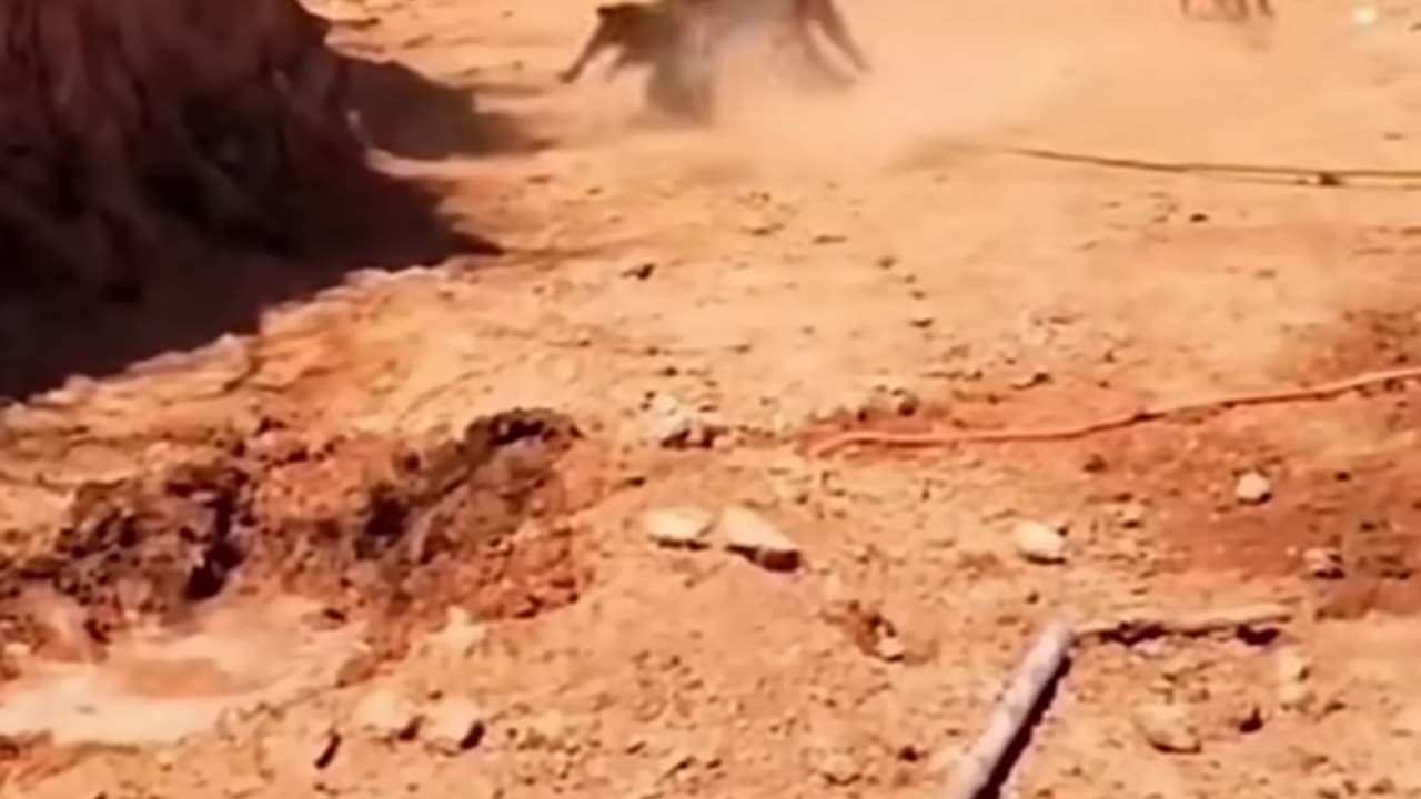 animals