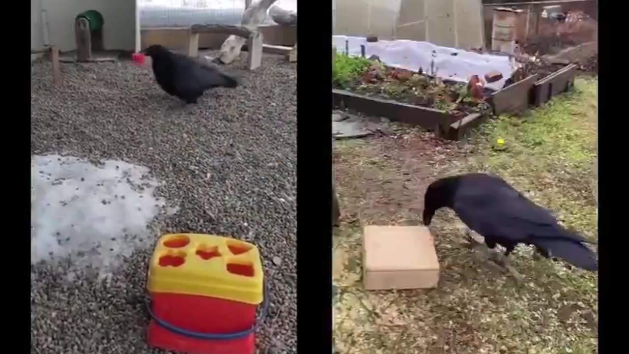 Bara för att kråkor är himla smarta så betyder inte det att de alltid gillar människopyssel!