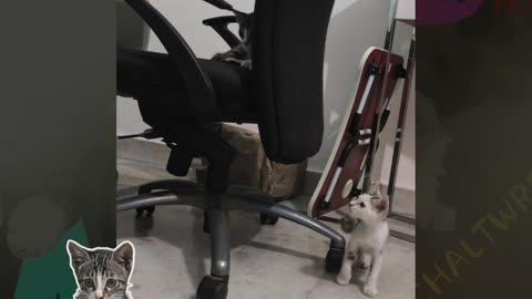 1st Aug Wrench still perched on top of my work chair & continue observing Patch & Alt