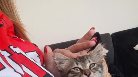 > My Cat Loves Being Petted | Cute and Relaxing Moment