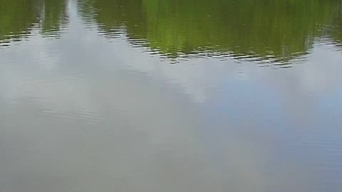 Missed that one, fav lure and hook