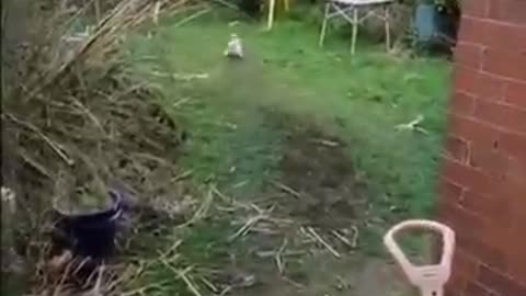 Funniest Dog and Cat Videos You'll Ever See #funny #funnycatanddog
