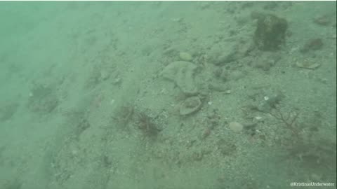 Megalodon Tooth Found Diving