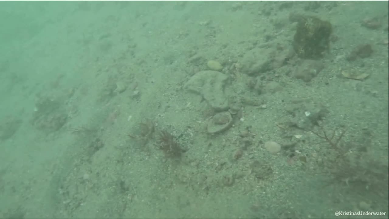 Megalodon Tooth Found Diving