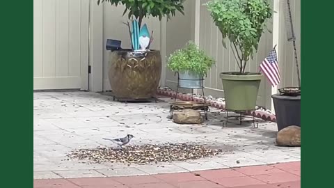 Check out this Bluejay coming down multiple times for a snack!