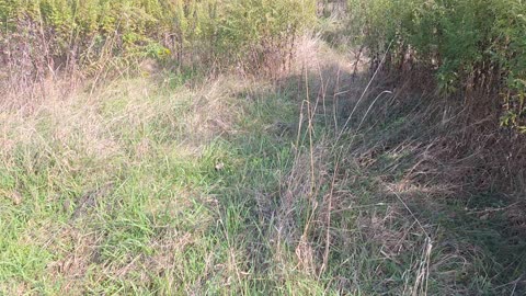 Releasing the mouse that was found stuck on a glue trap 10/18 #3