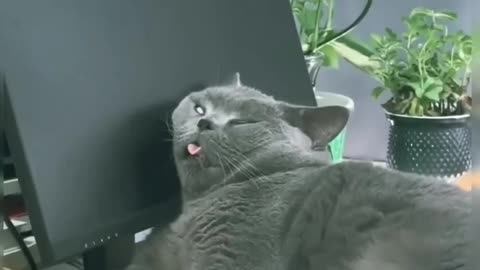Funny animal 😸😸