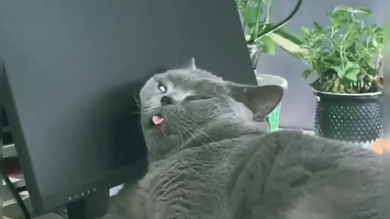 Funny animal 😸😸