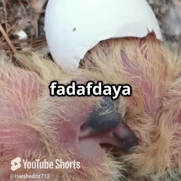 नन्हे कबूतर की हिम्मतभरी उड़ान 🕊️ | बच्चों के लिए प्रेरणादायक कहानी | Moral Story for Kids #shorts