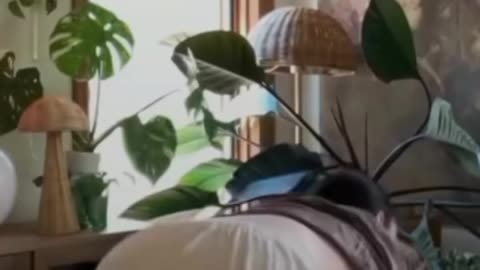 He video