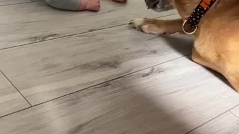 dog and child