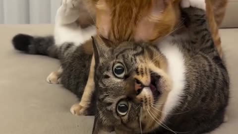 Vocal Cat Wrestling Match