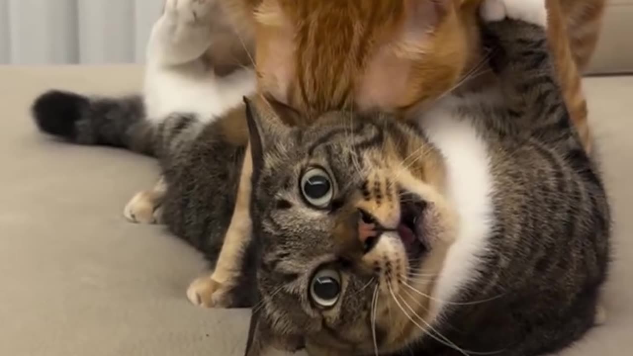 Vocal Cat Wrestling Match