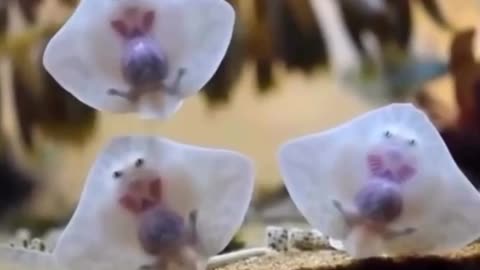 🤯✨ See What Baby Stingrays Look Like! | FeedMyCuriosity