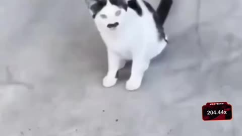 Funny video 2025