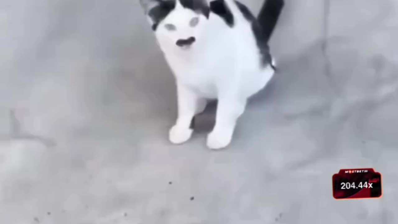 Funny video 2025