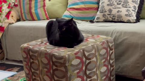 Cute Precious Piper is on a Pedestal - Adopting a Cat from a Shelter Vlog