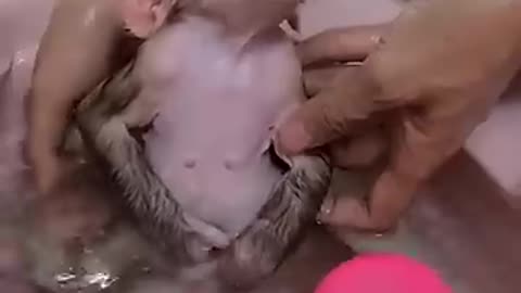 Rescue baby monkey