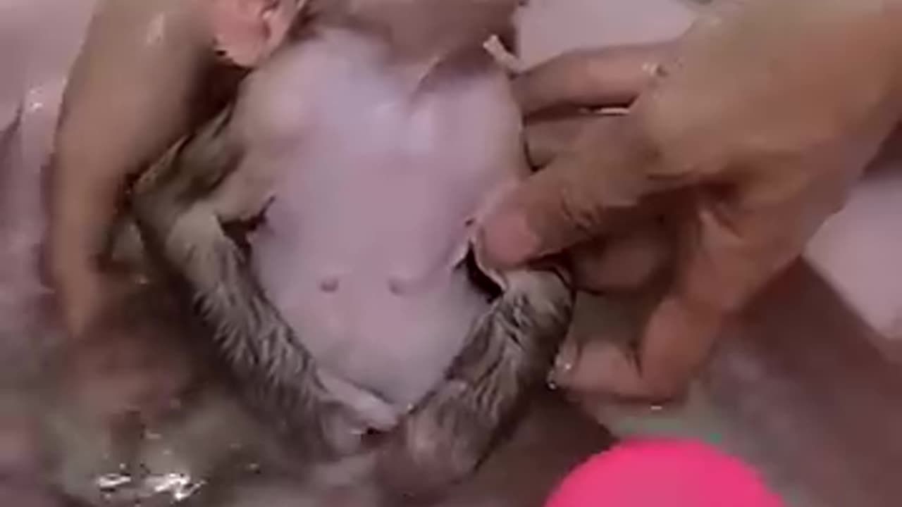 Rescue baby monkey