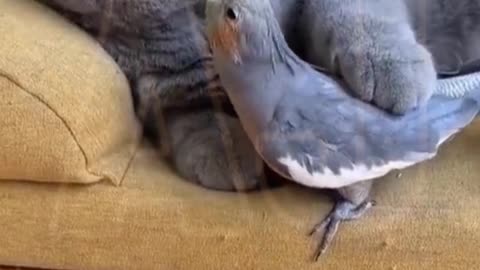 Funny video