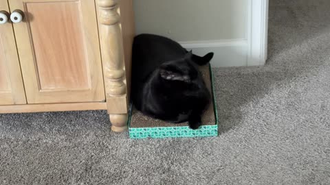 Cute Precious Piper Lounges in the Executive Lounge - My Adopted Shelter Cat Vlog